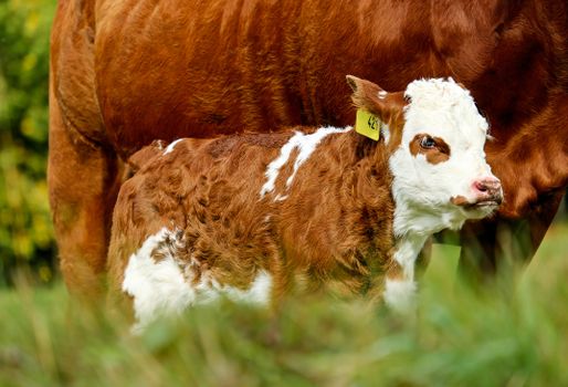 Photo of Calf With Ear Tag