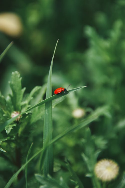 Fotobanka s bezplatnými fotkami na tému biológia, bylinkový, bylinný