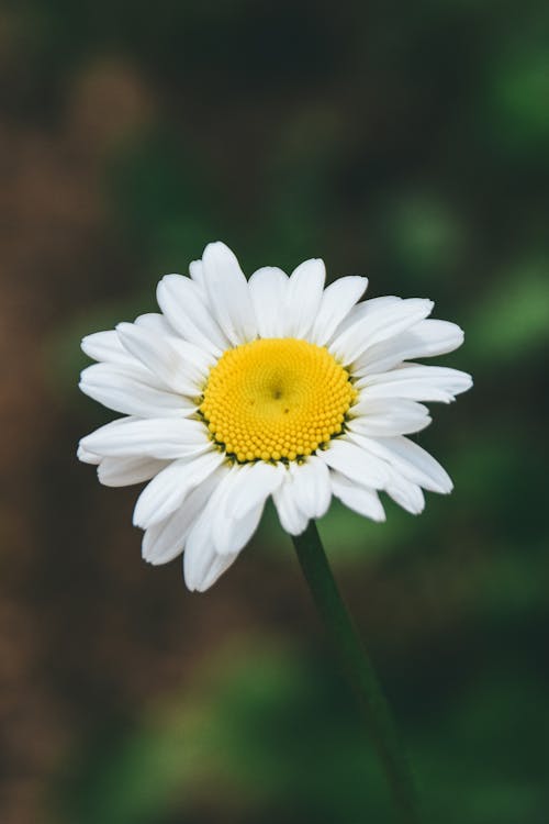 Fotobanka s bezplatnými fotkami na tému divý, exteriéry, farba