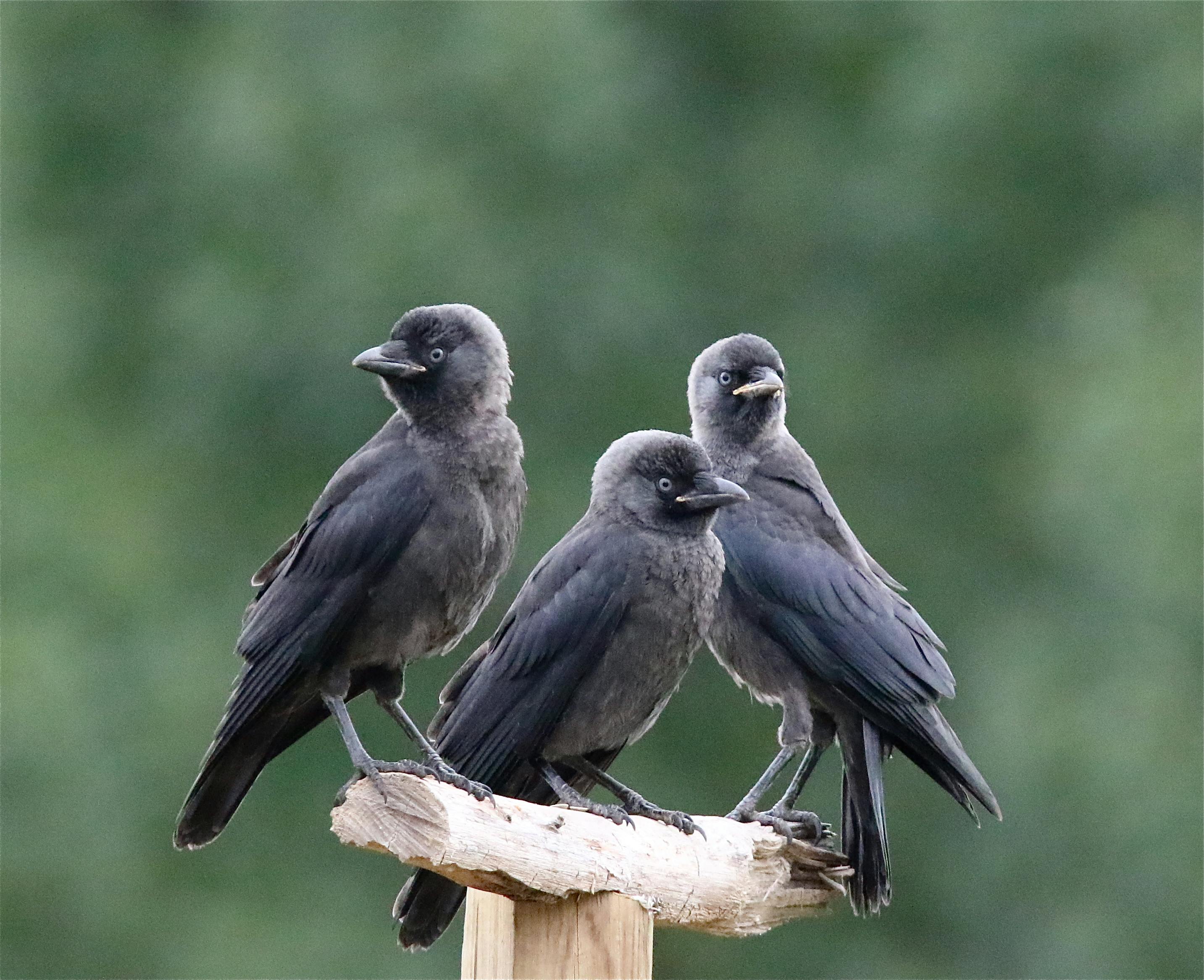 close up of three blackbirds