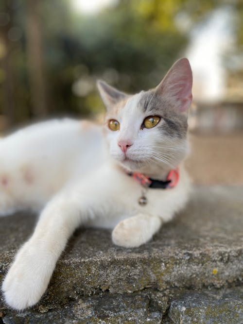 Imagine de stoc gratuită din adorabil, amuzant, animal