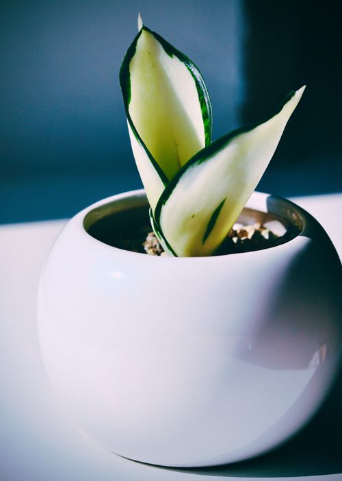 Free A simple yet elegant indoor plant in a sleek white ceramic pot on a sunny surface. Stock Photo