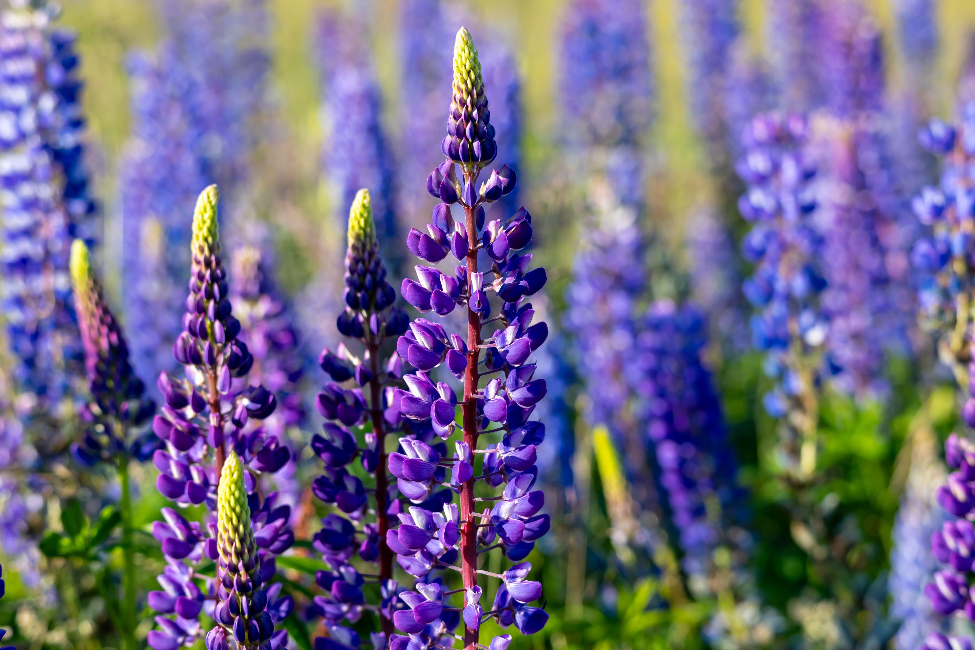 Purple lupine flowers blooming