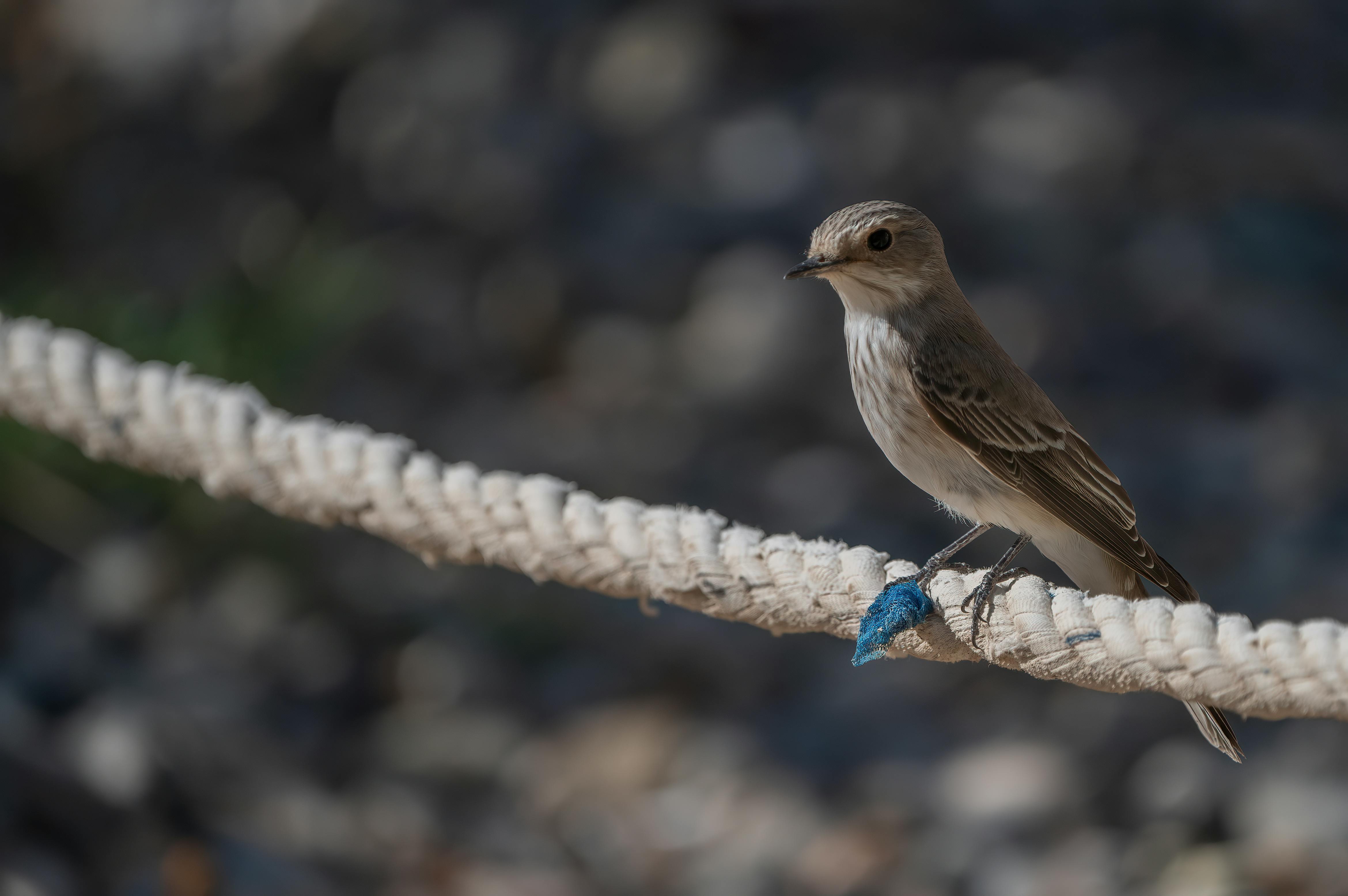 little bird sitting on a string