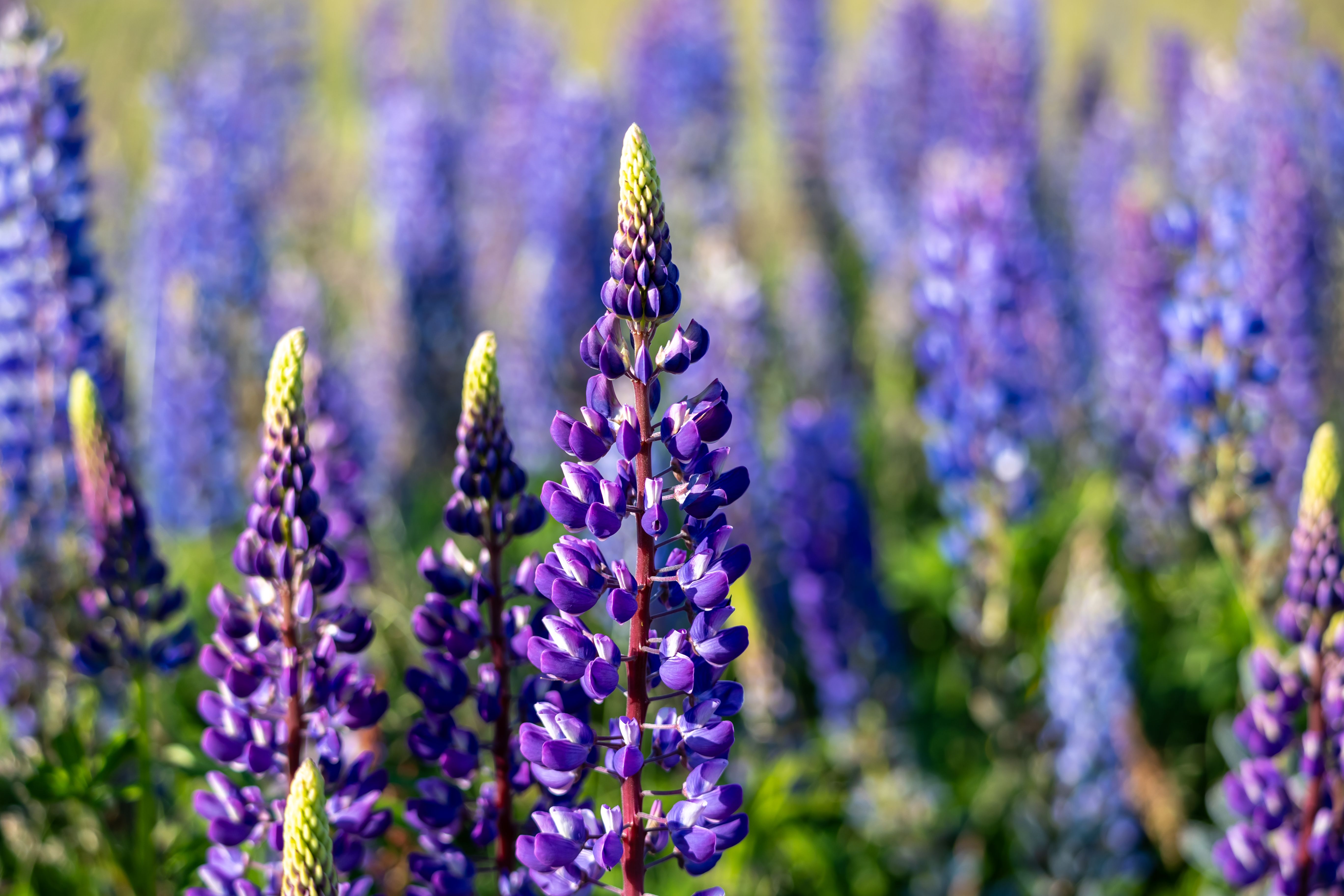 A field of purple flowers with green leaves · Free Stock Photo