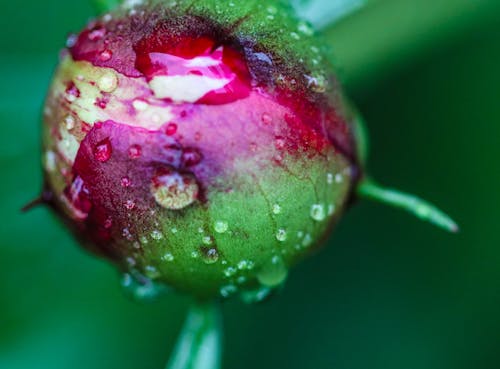 Kostnadsfri bild av blomknopp, blomma, makro