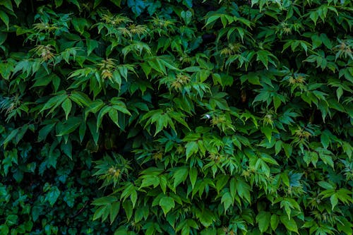 Photos gratuites de arbres, arrière-plan vert, buissons