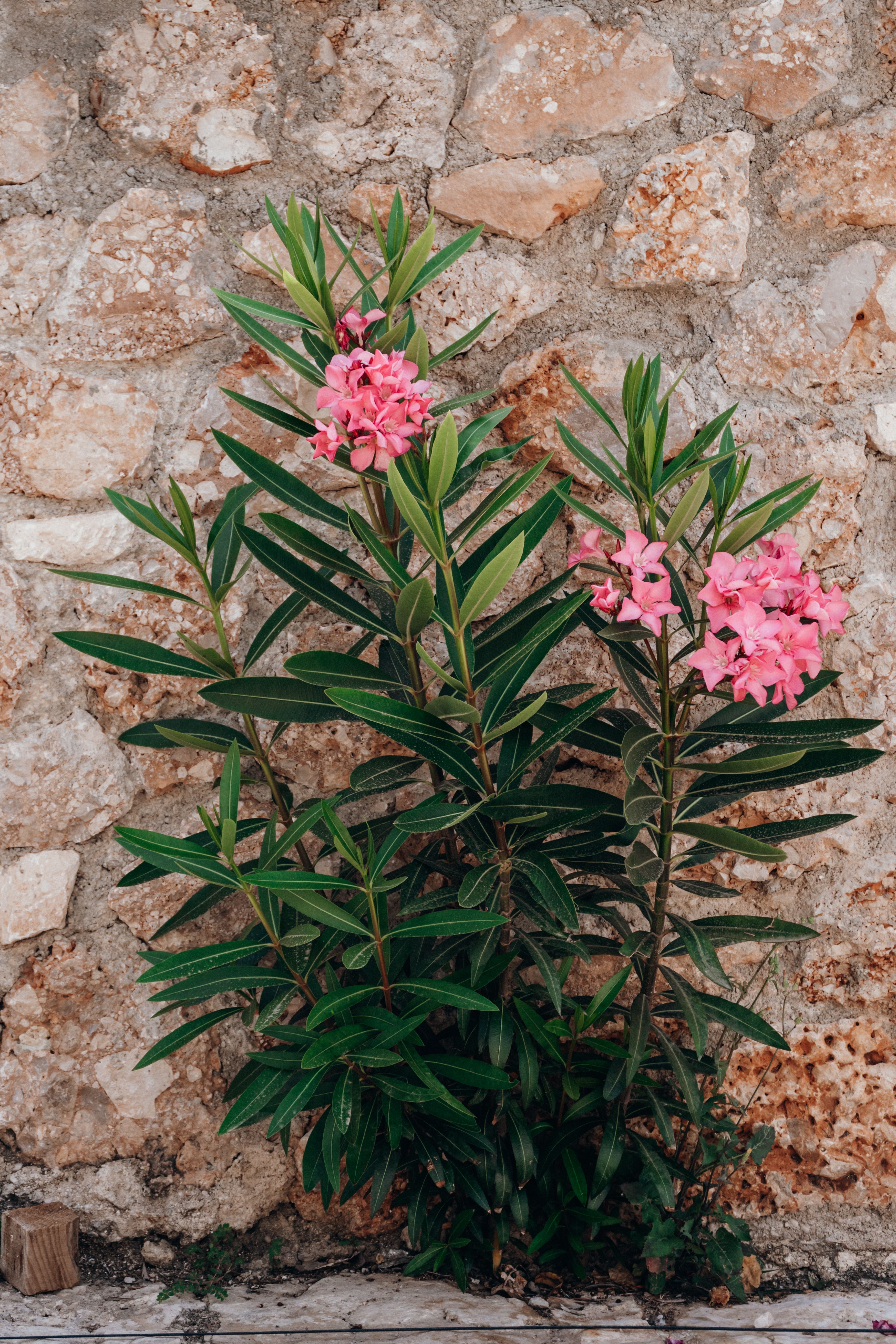 A plant with pink flowers in front of a stone wall · Free Stock Photo