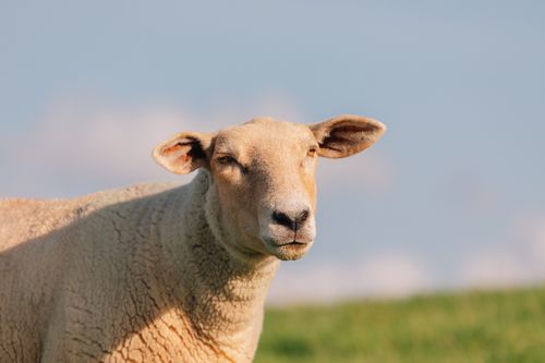 Free A calm sheep grazing in a sunny field near Husum, Germany, captured in natural light. Stock Photo