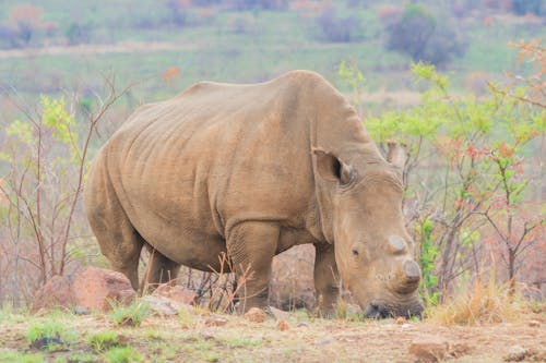Gratis stockfoto met afrikaanse dieren in het wild, barbaars, bedreigde diersoorten