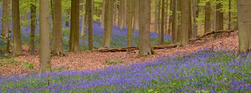 Purple and Green Grass