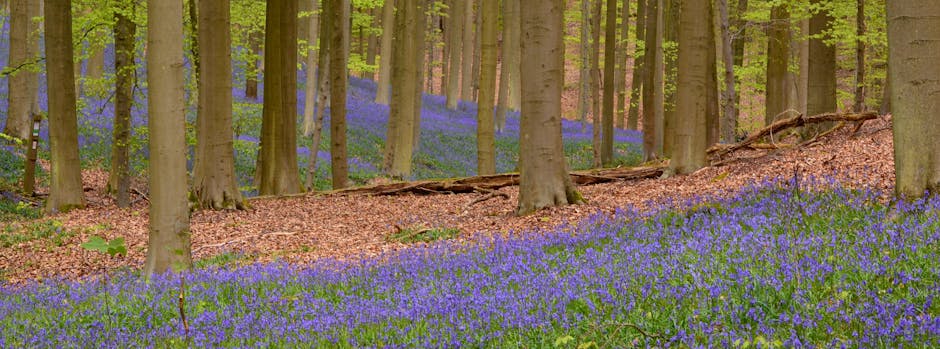 flora, flowers, forest