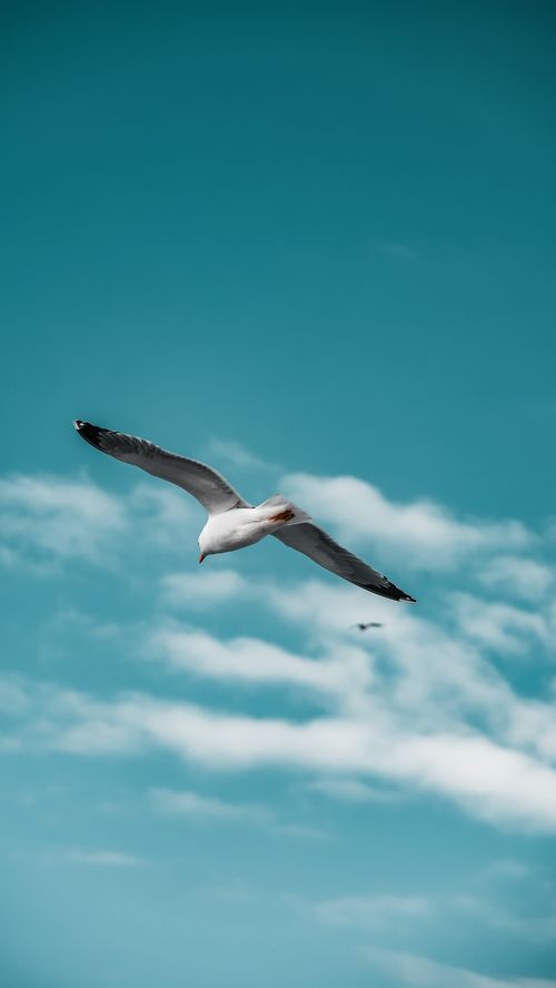 Free A seagull gracefully glides through a clear blue sky, epitomizing freedom and nature. Stock Photo