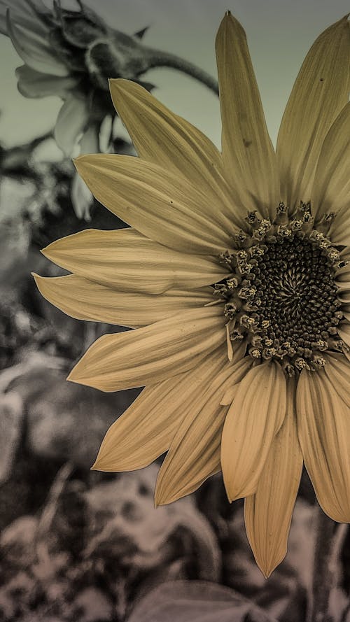 Immagine gratuita di campo, fiori, girasole