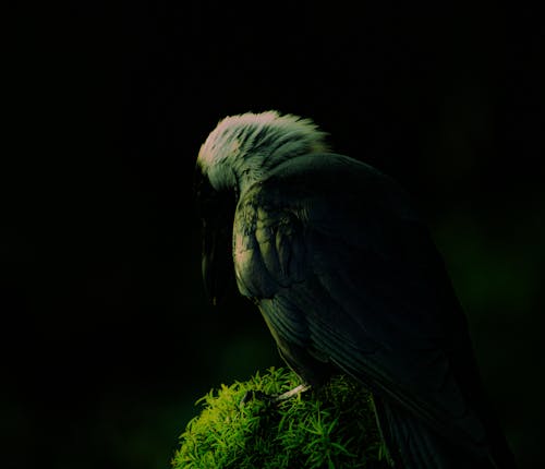 烏鴉, 綠色, 草 的 免費圖庫相片