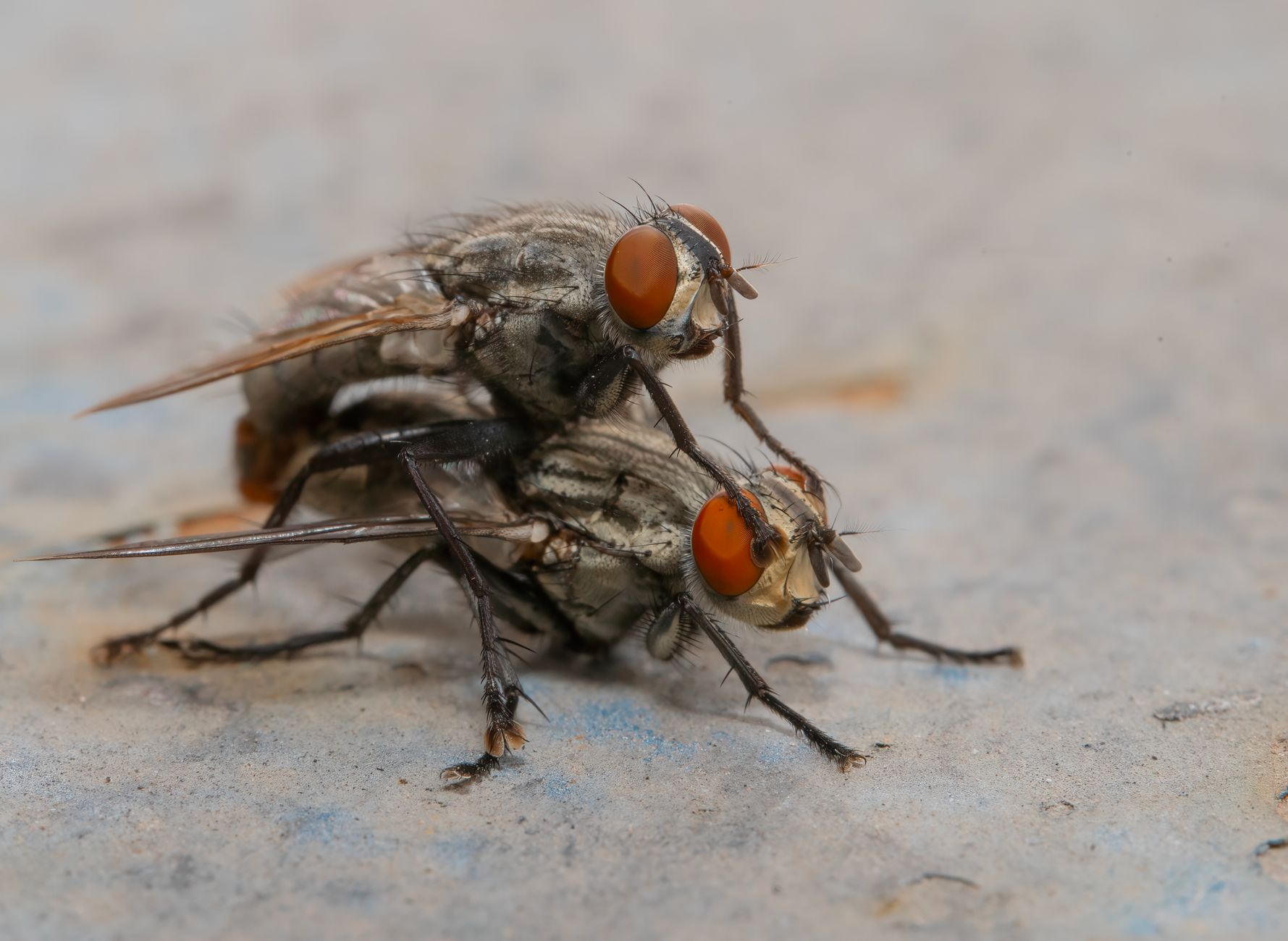 Detailed macro photo capturing two flies mating, with selective focus on their features.