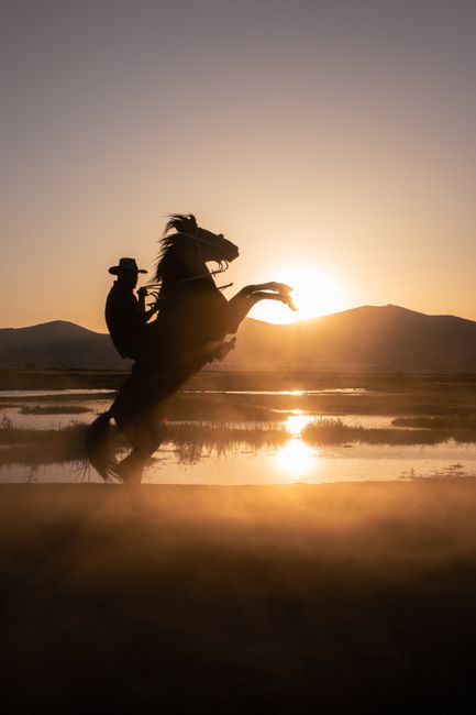 Dramatic silhouette of a cowboy riding a rearing horse in a dusty field at sunset.