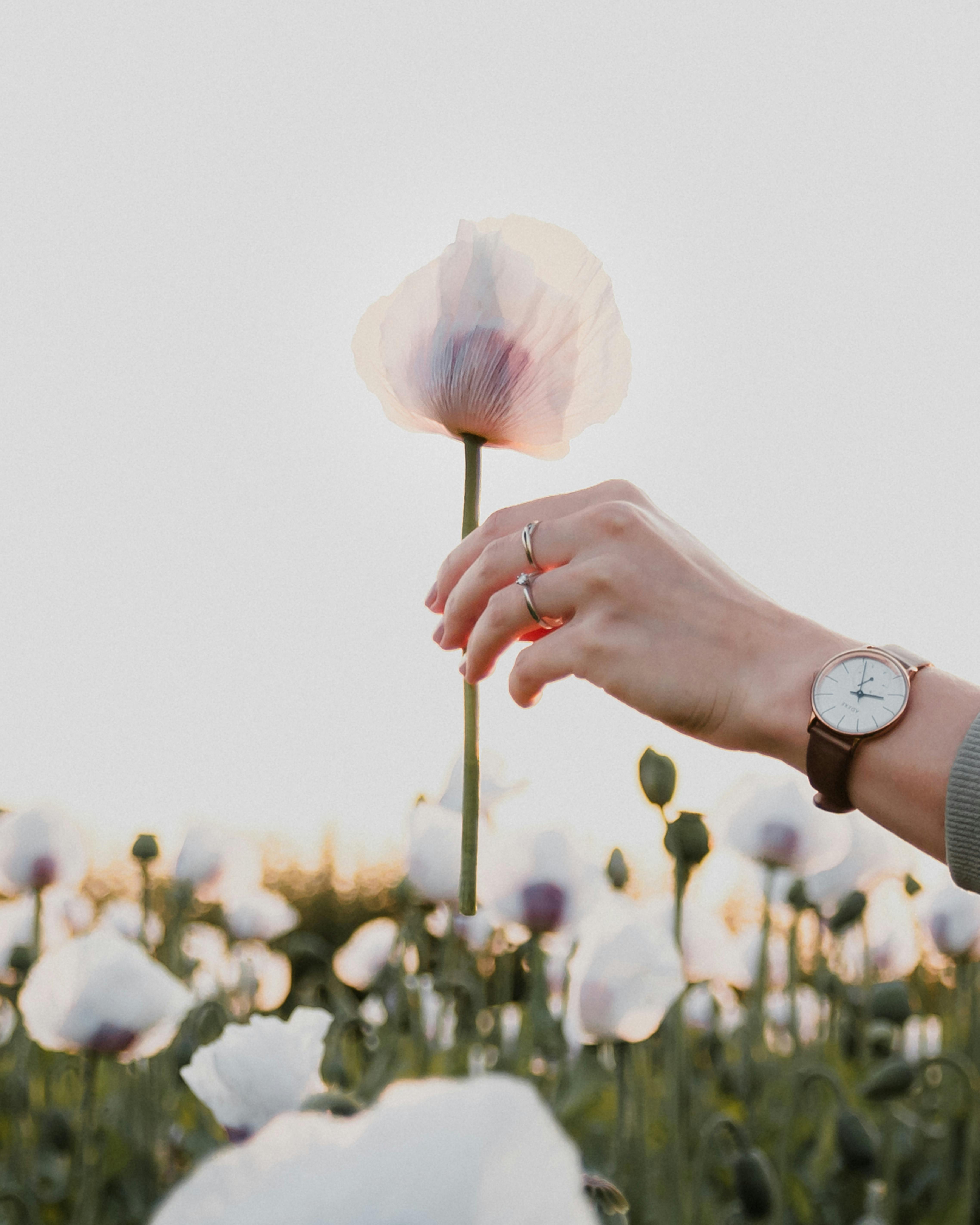 A close-up of a hand holding a poppy flower in a blooming field during sunset.