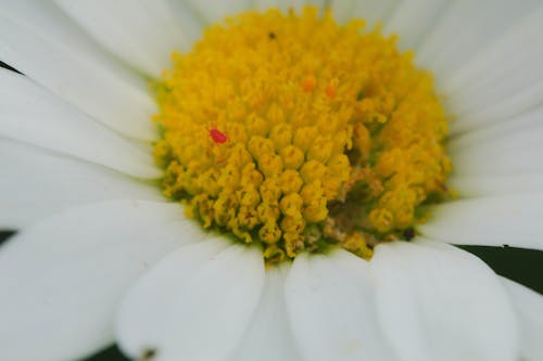 beyaz papatya, bitki yaşamı, bitkiler içeren Ücretsiz stok fotoğraf