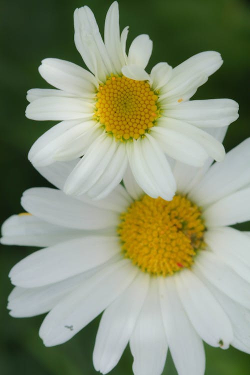 Kostnadsfri bild av anläggning, blomma, daisy