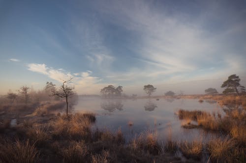 Photo Du Lac Près De L'herbe Et Des Arbres