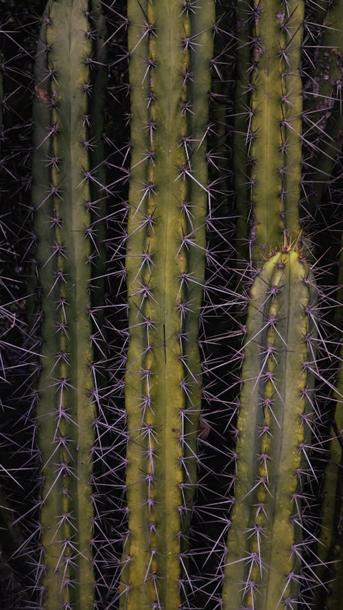 Free stock photo of android wallpaper, background, cacti