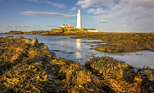 A lighthouse is in the water with seaweed on the rocks