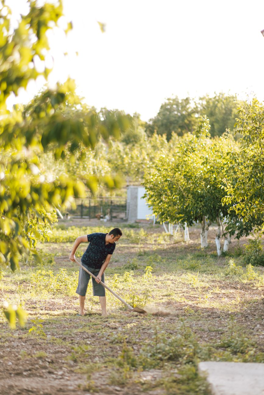 A man works with a shovel in a sunlit orchard, surrounded by lush trees.