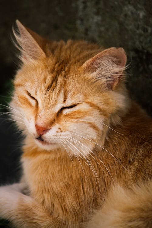 A close up of an orange cat with its eyes closed