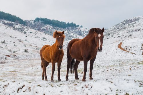Free Two brown horses standing in a snow-covered, mountainous landscape during winter. Stock Photo