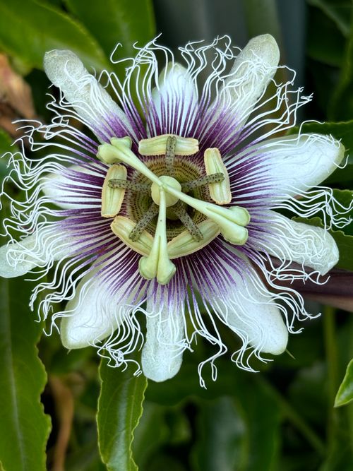 Free Stunning close-up of a passion flower showcasing intricate petals and vivid colors. Stock Photo