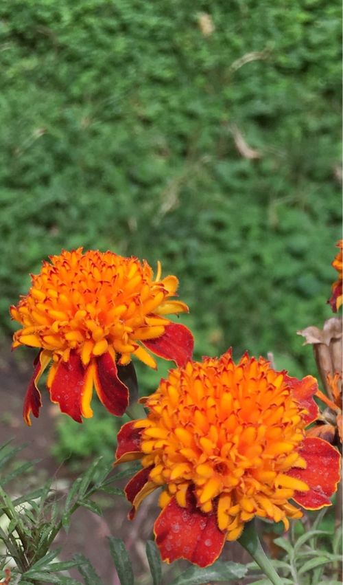 Free stock photo of beautiful, beautiful flower, beautiful flowers Stock Photo