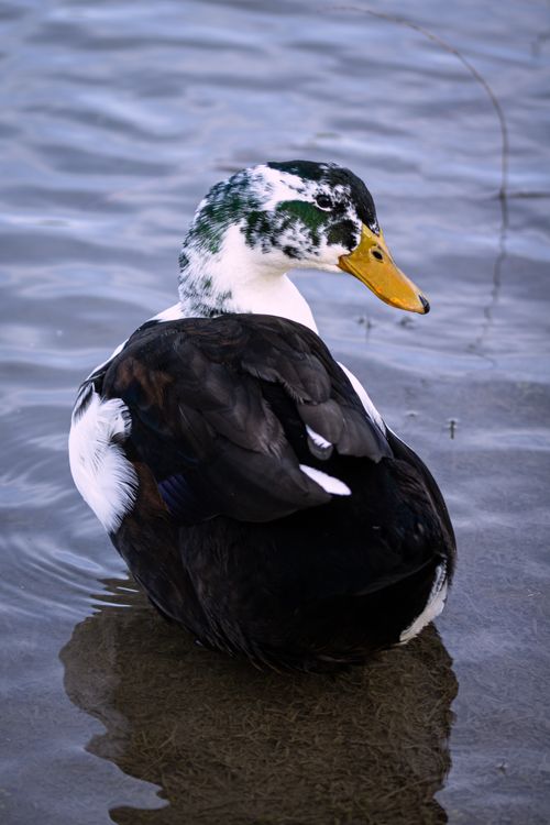 Free An Ancona duck with striking black and white plumage in Monterrey, Mexico. Stock Photo