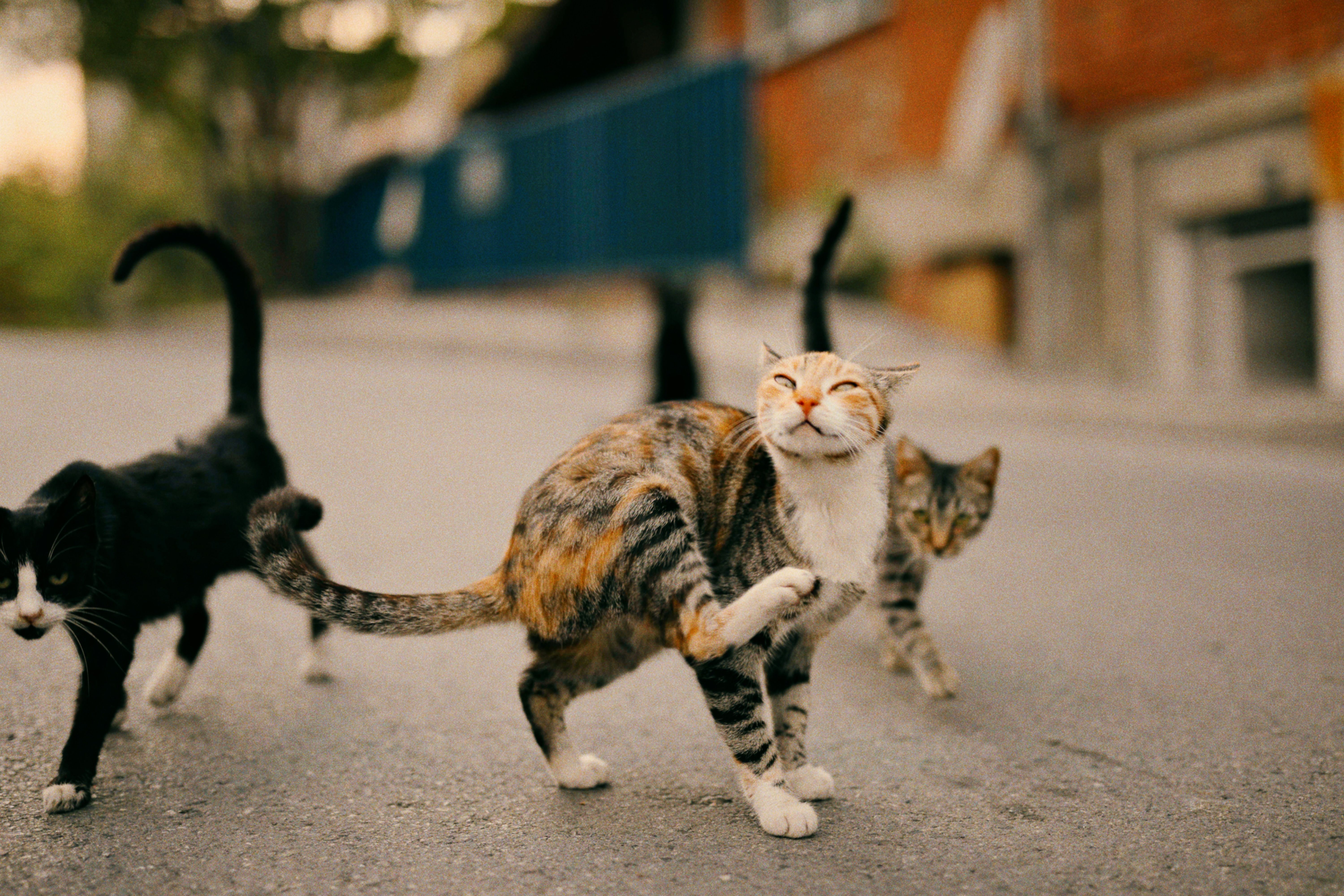 A group of cats walking down a street · Free Stock Photo