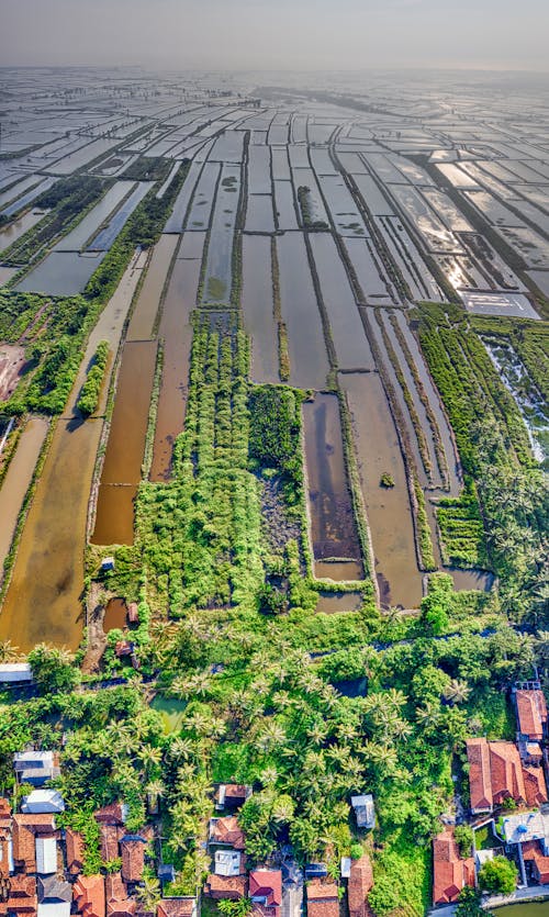 Aerial View of Rice Field Near Houses