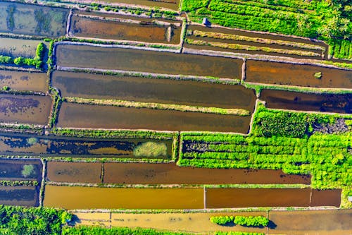 Imagine de stoc gratuită din agricultură, arbori, câmp