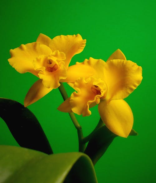 Free Close up of Yellow Flowers Stock Photo
