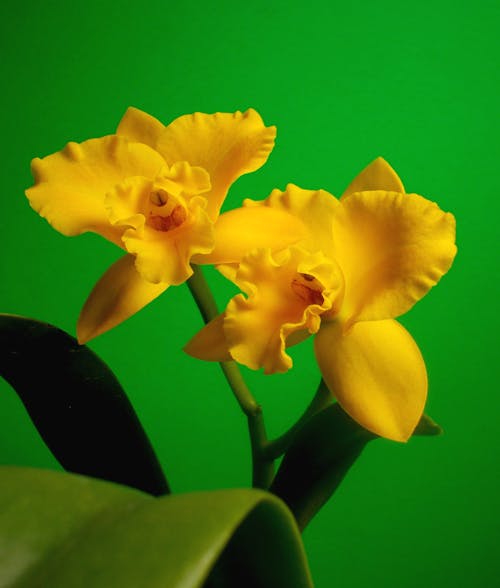 Close up of Yellow Flowers