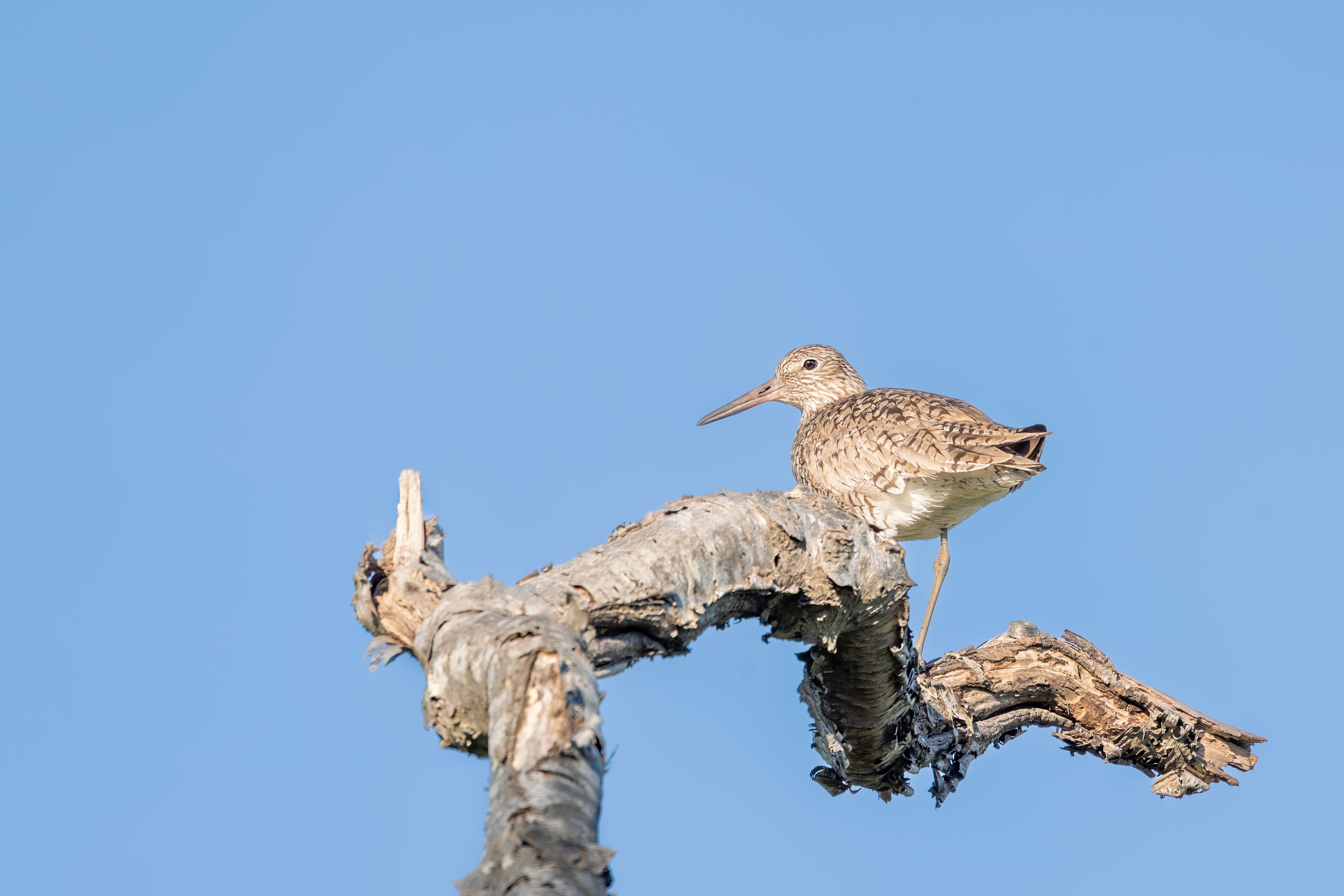 A willet bird perched on a dry tree branch against a clear blue sky, showcasing nature's serenity.