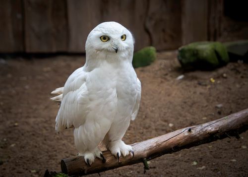 Free A close-up of a snowy owl with white plumage perched on a branch, showcasing natural beauty. Stock Photo