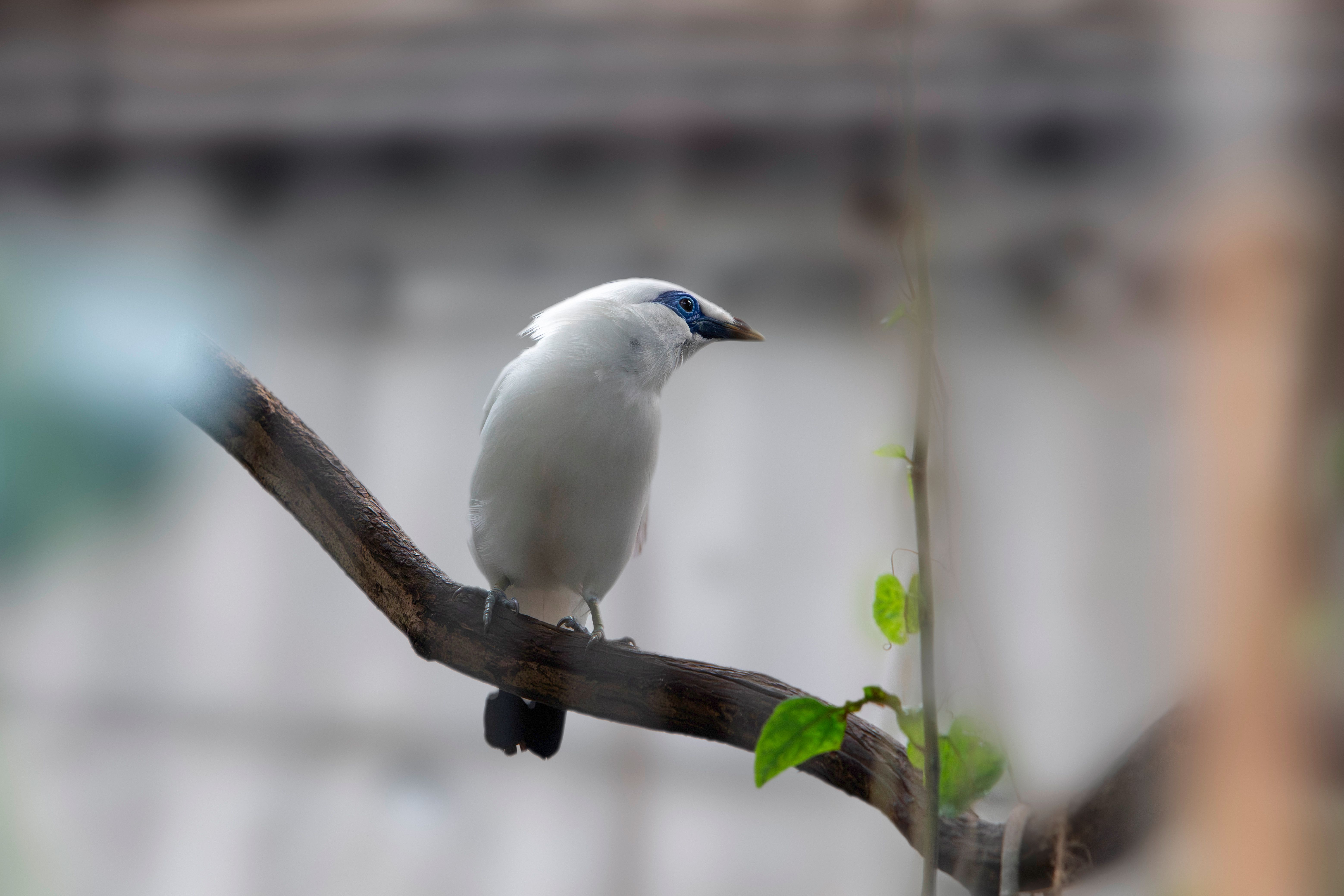 Jakarta’s Sinking Crisis Threatens Biodiversity and Conservation Efforts