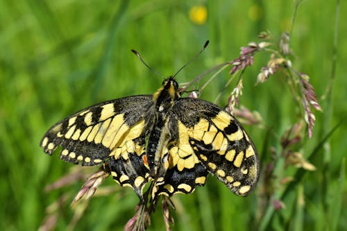 Gratis lagerfoto af biologi, blad, blomst