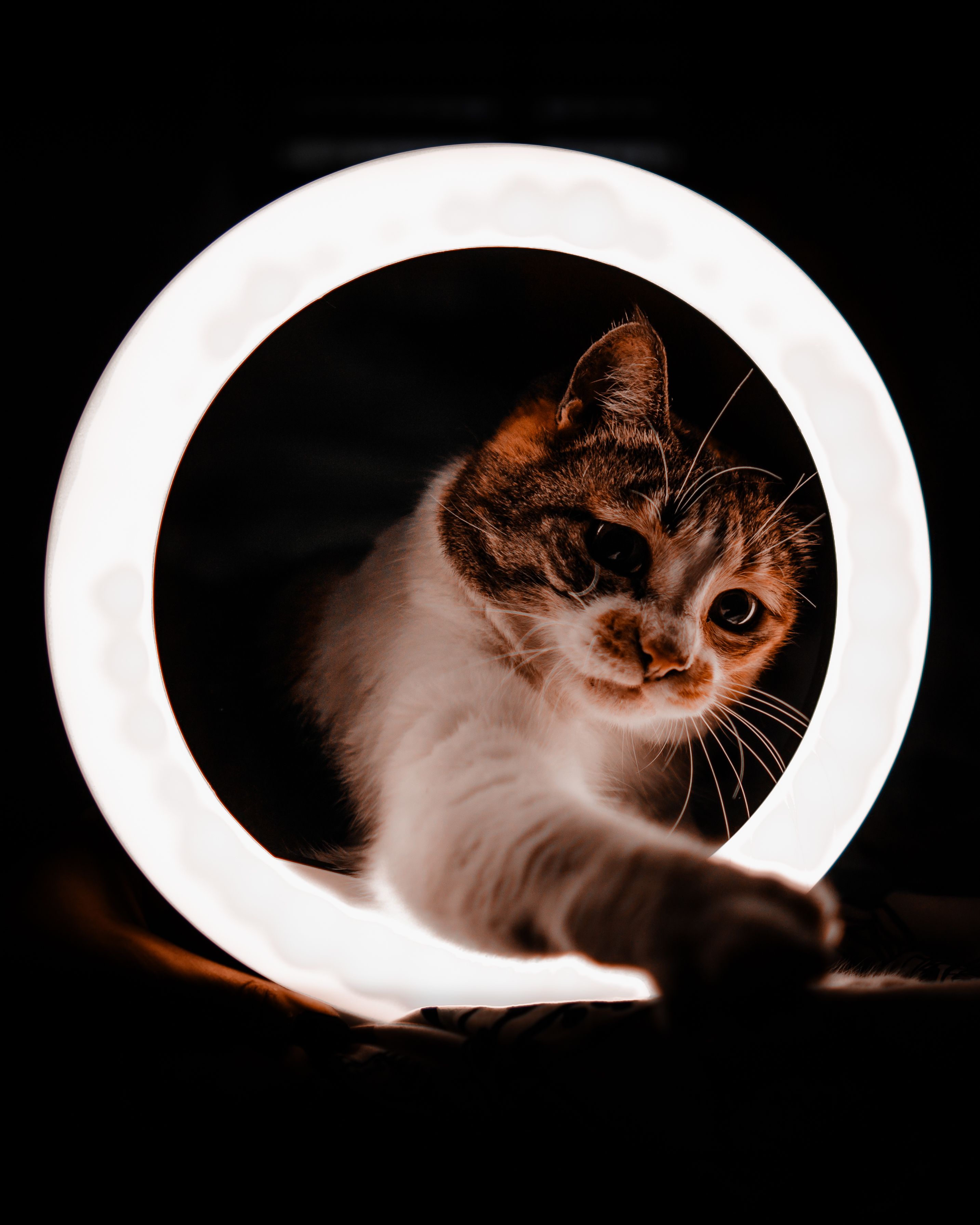 Curious kitten reaching through illuminated ring against dark backdrop in studio setting.