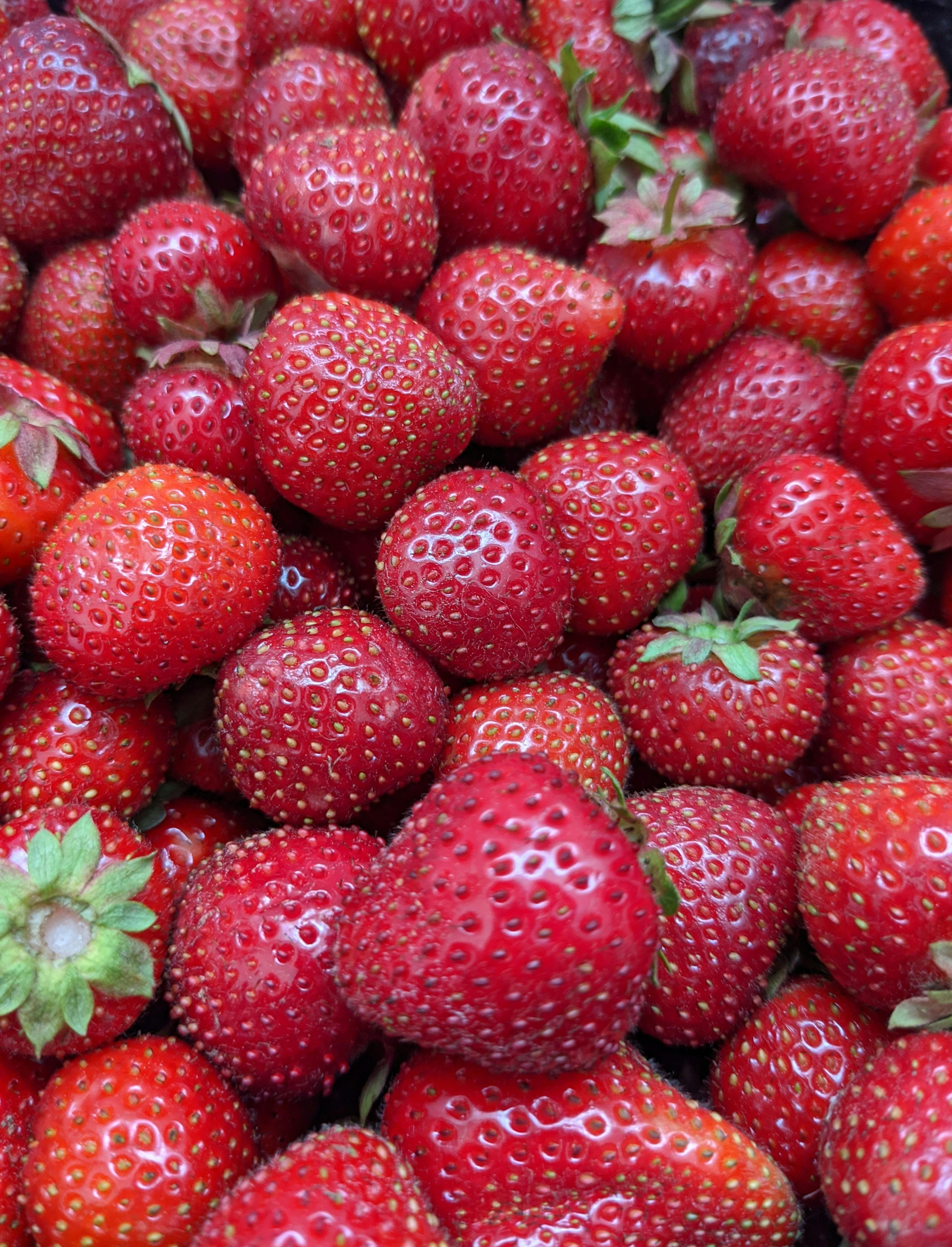 june bearing strawberry plant lifecycle UK