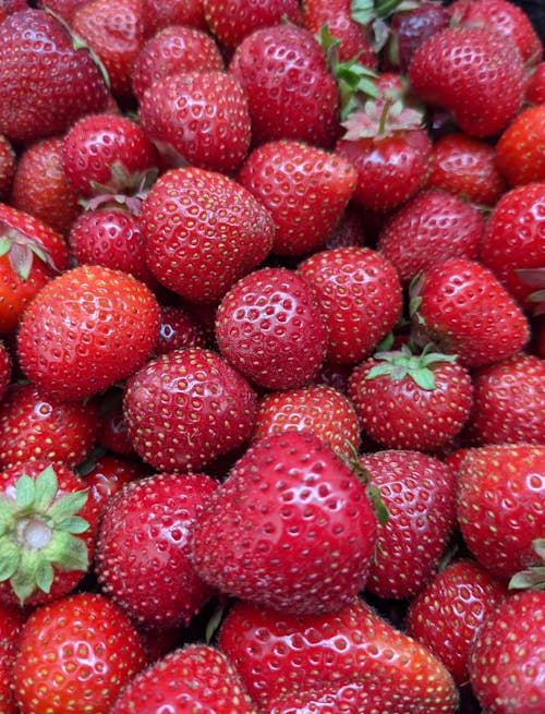 Δωρεάν στοκ φωτογραφιών με fragaria ananassa, rosaceae, tatarstan