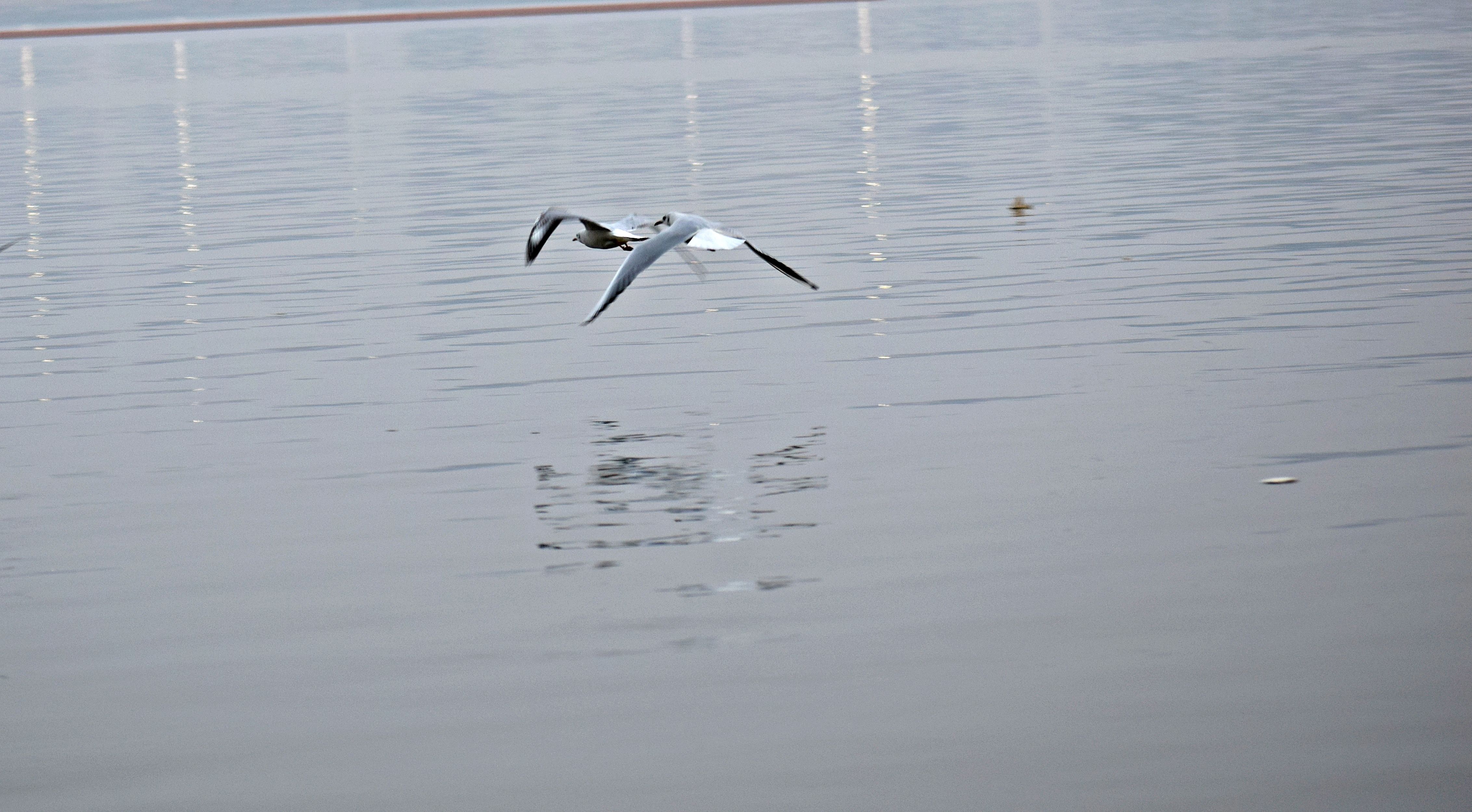 26살 자동차보험료 이미지