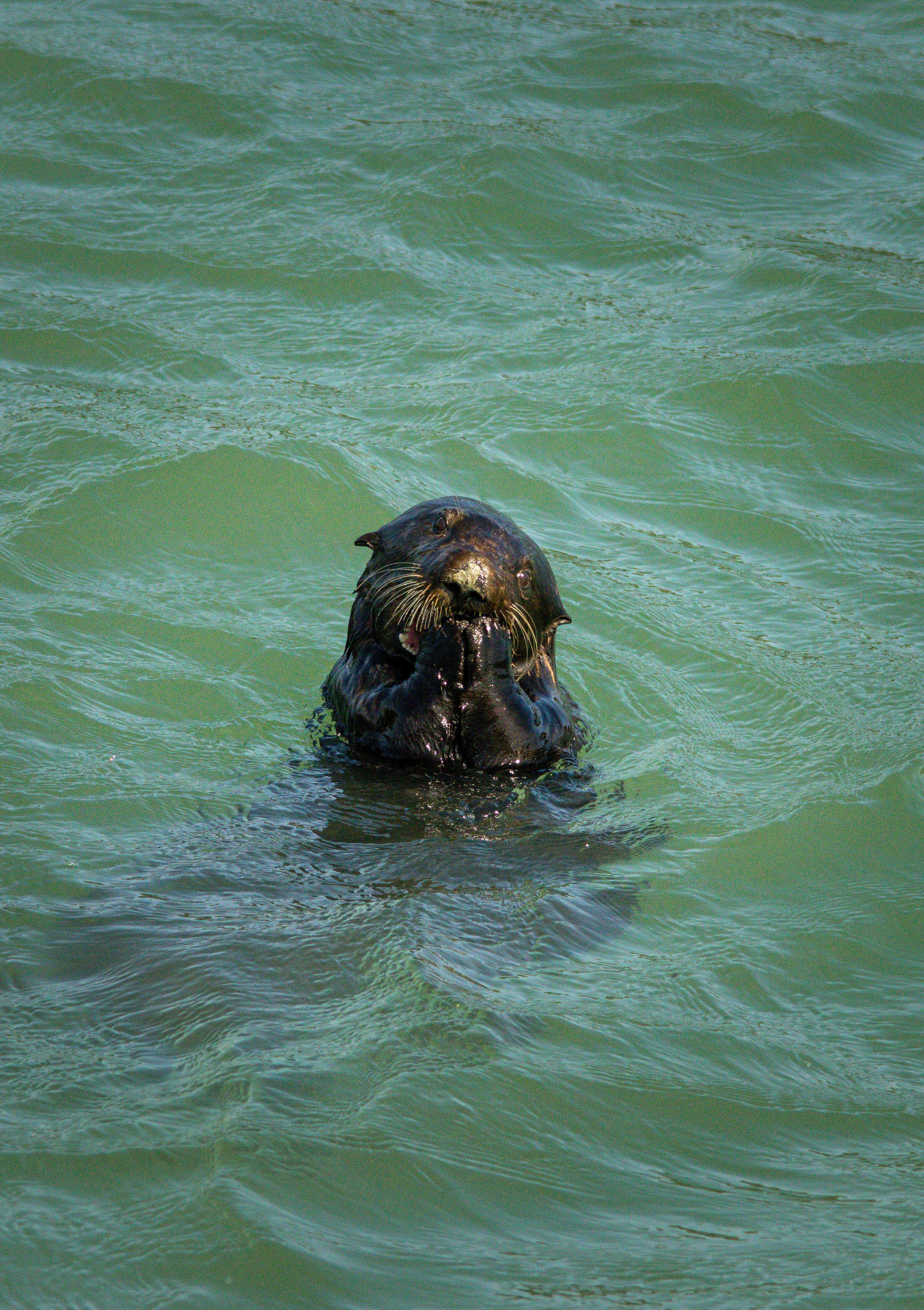 close up of a sea otter