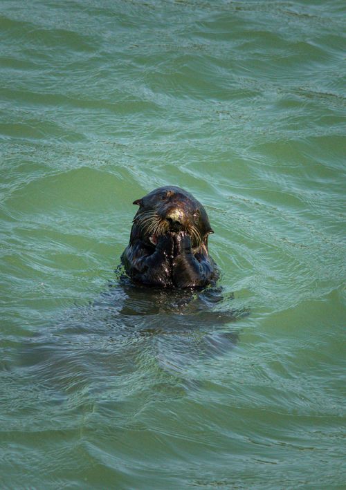 Free Close-up of a sea otter floating in coastal California waters with selective focus. Stock Photo