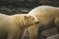 A pair of polar bears in a rocky outdoor setting, showcasing their thick fur and natural presence.