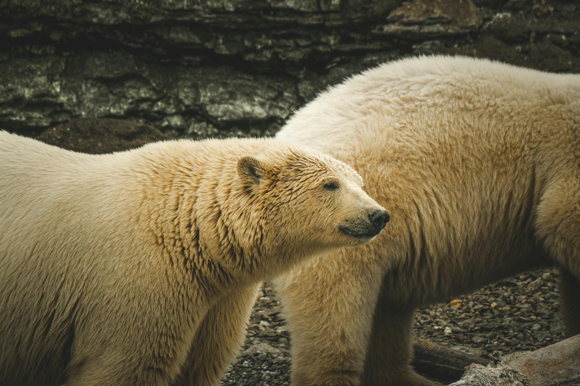 Polar Bears in a Zoo